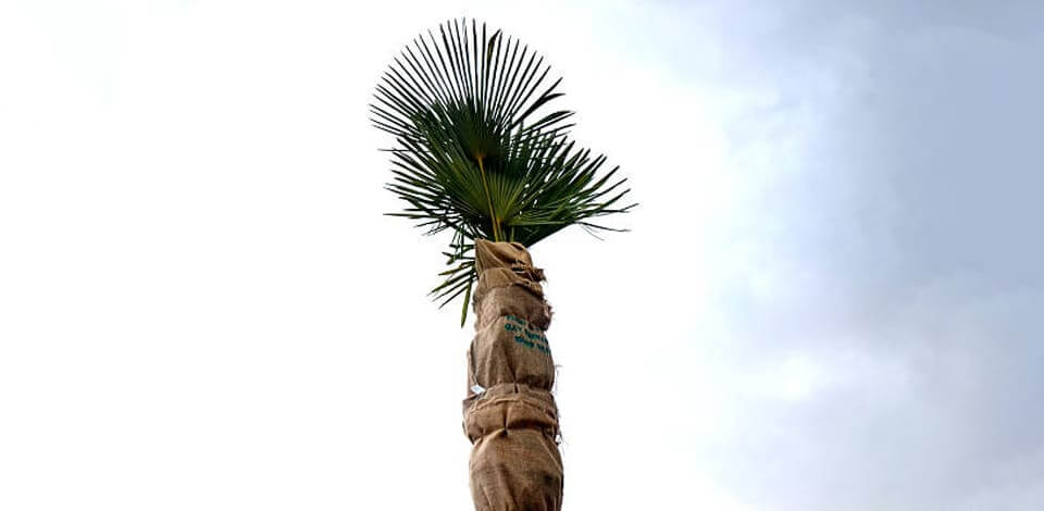 Palm-Tree-Wrapping-Mckinney