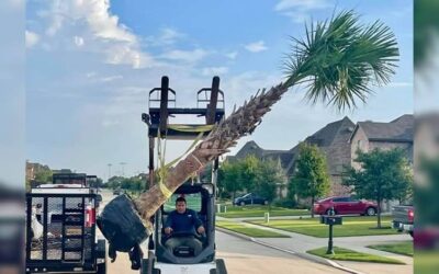 A Timeline of Professional Palm Tree Installation in McKinney, TX