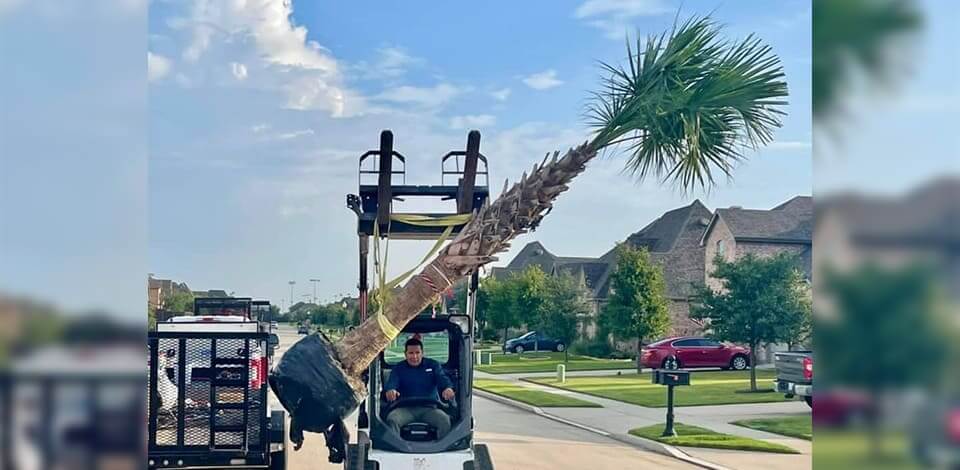 palm tree installation in McKinney TX