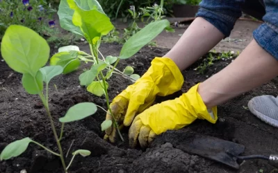Flower Bed Maintenance in McKinney, TX: What Your Beds Need Every Season to Stay Stunning