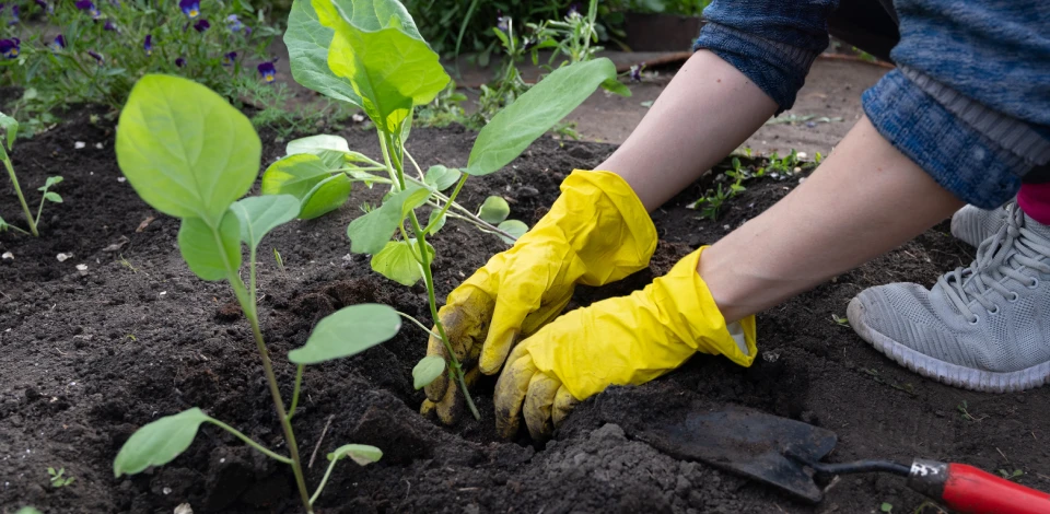 flower bed maintenance guide in mckinney tx