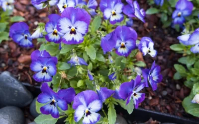 Best Plants and Flowers for Texas Fall Color