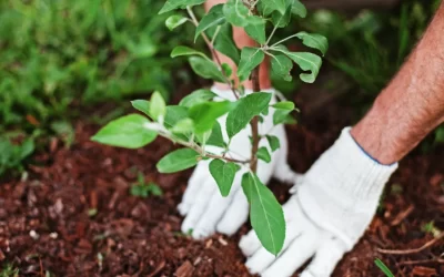 Tree Planting, Palm Trees & Landscaping Services in Prosper, TX: What Grows Best and Why It Matters