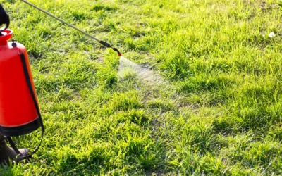 Weed Control in McKinney, TX: How to Win the Battle Against North Texas Weeds for Good